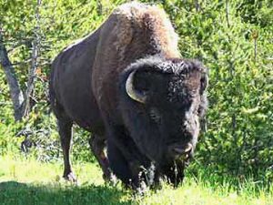 Wilder Bison Bulle im Yellowstone National Park