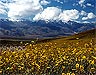 Death Valley Blumen