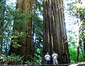 Redwood Wälder