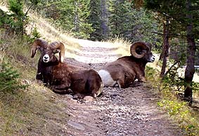 bighorn-sheep