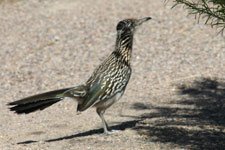Roadrunner, typischer Vogel der Wüste in Arizona und New Mexico