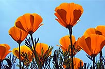Kalifornische Mohnblumen