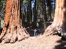 Sequoia Bäume 