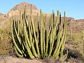 Organ Pipe cactus