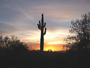 Saguaro Kaktus beim Sonnenuntergang