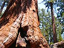 Sequoia Bäume