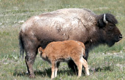 Wildtierreise, Bison