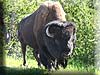 Bison im Yellowstone Park
