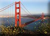 San Francisco with Golden Gate and flowers